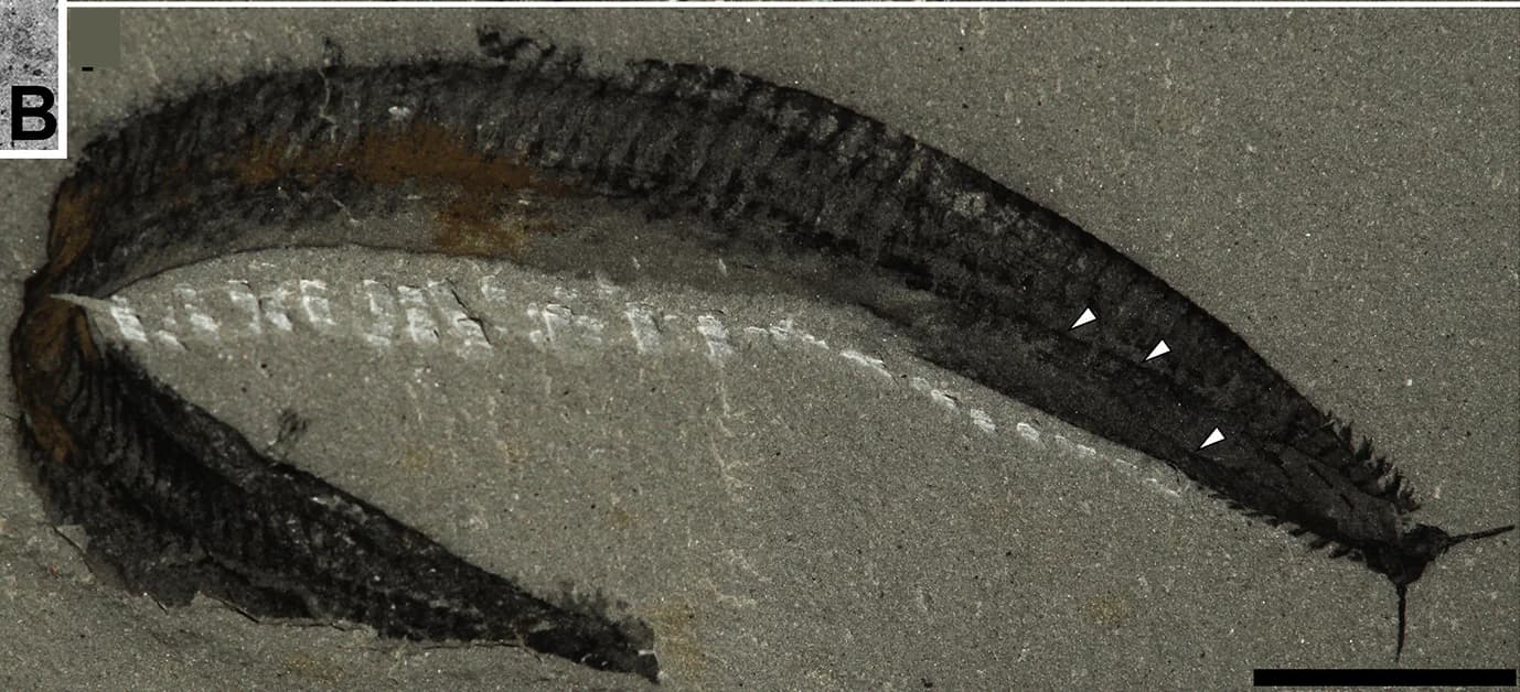 Open access visualization of Photo, Part, Counterpart, Carbonaceous Margins, Gut Canal