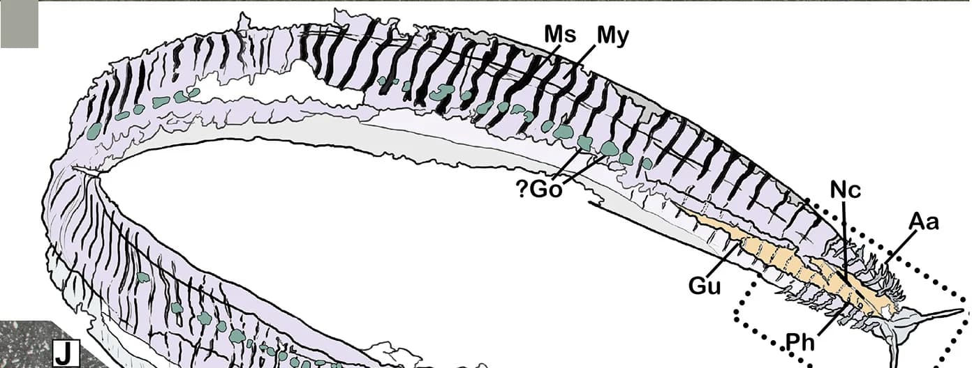 Open access visualization of Illustration, Interpretative Drawing, Part, Counterpart