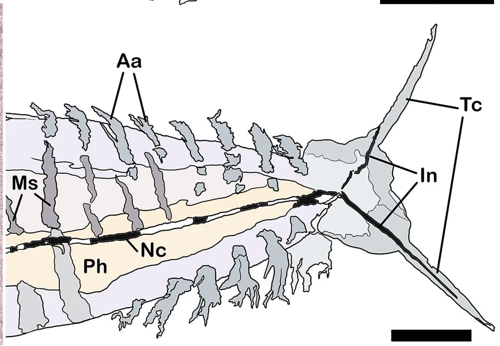 Open access visualization of Illustration, Interpretative Drawing