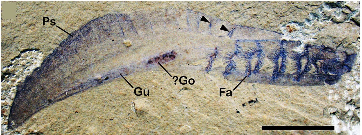 Open access visualization of Photo, Gut Tube, Posterior Segments, Filamentous Arches, Connective Tissue