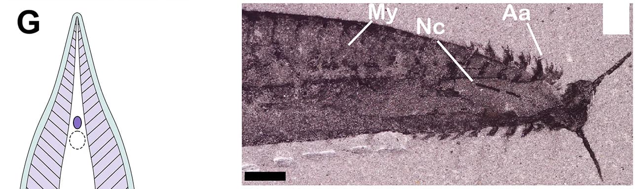 Open access visualization of Microscopy, Illustration, Anterior Region, Bilobed Head, Anterior Appendages