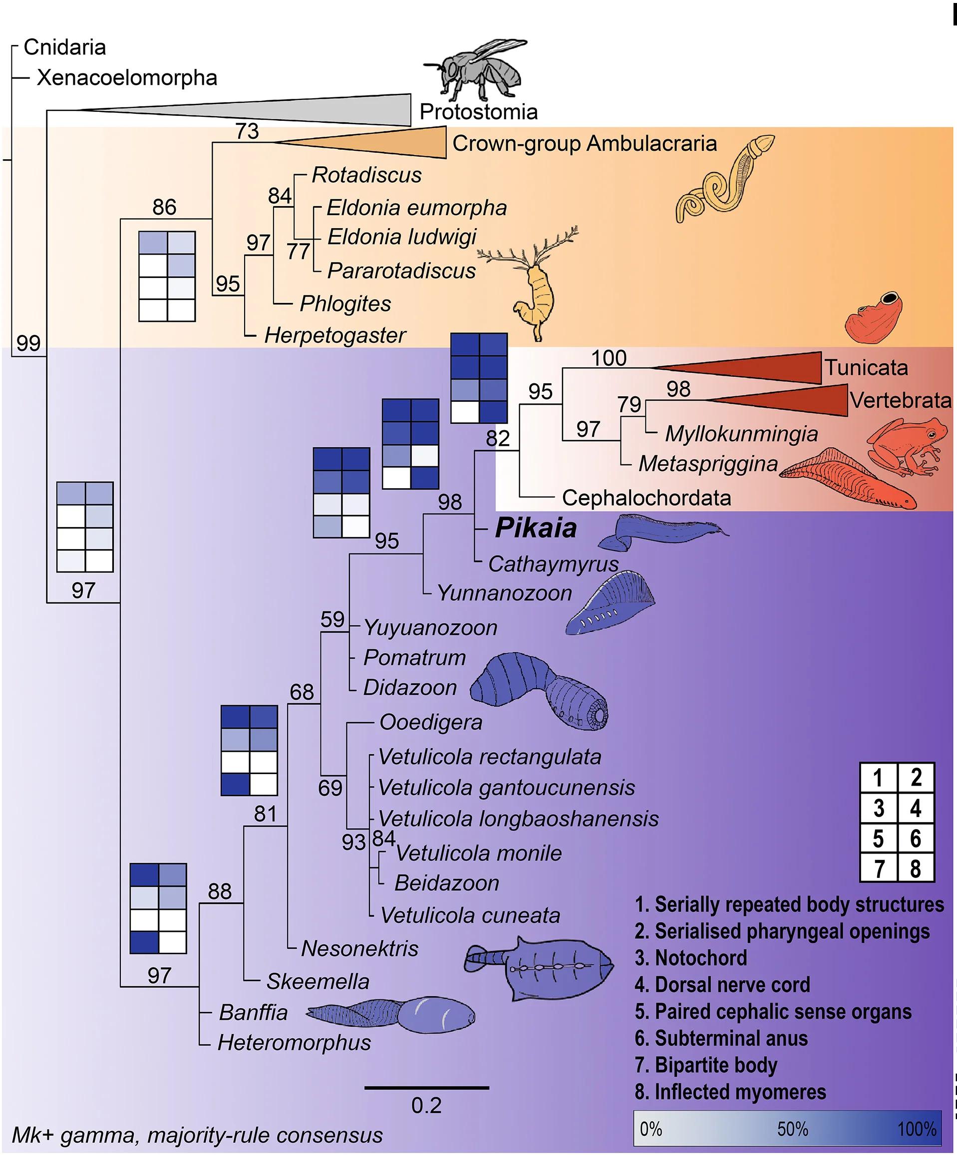 Open access visualization of Workflow, Illustration, Phylogenetic Tree, Bayesian Inference, Bilateria