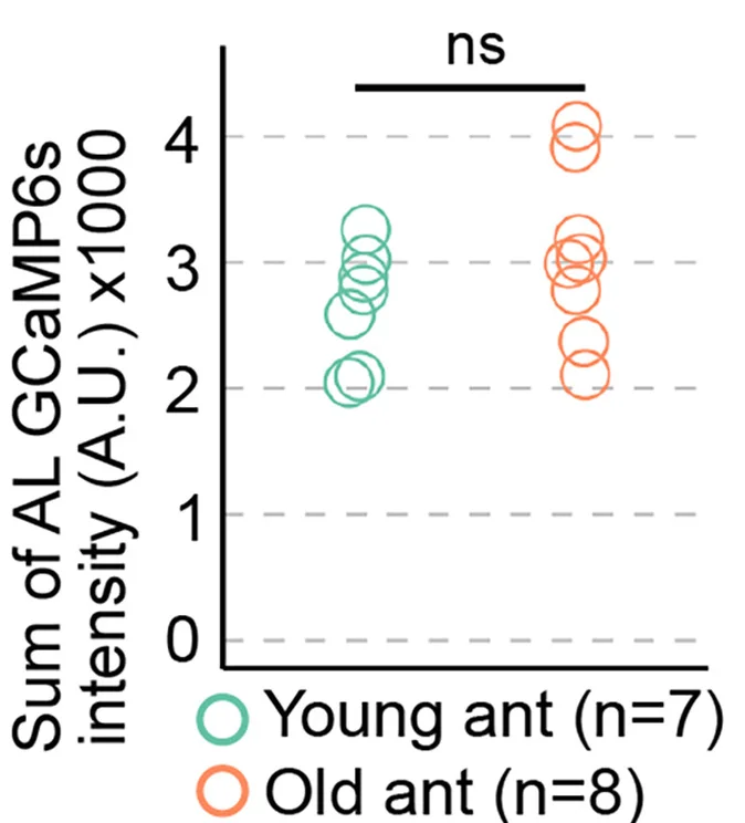 Open access visualization of Scatter Plot, AL GCaMP6s Fluorescence, Young Ants, Old Ants, Welch's t test