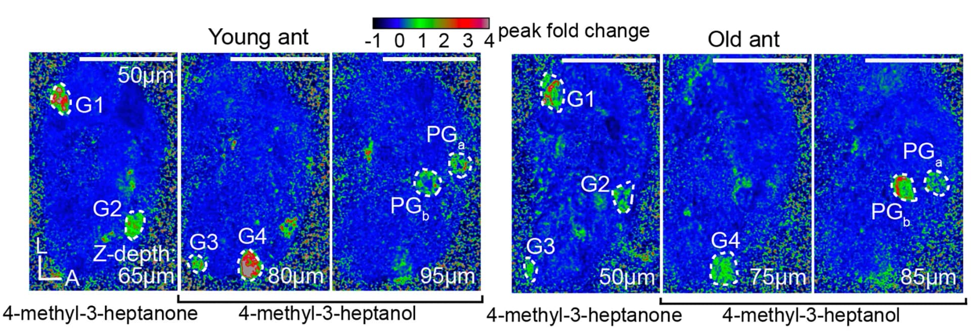 Open access visualization of Heatmap, Calcium Responses, Z-planes, Focal Glomeruli, Young Ant