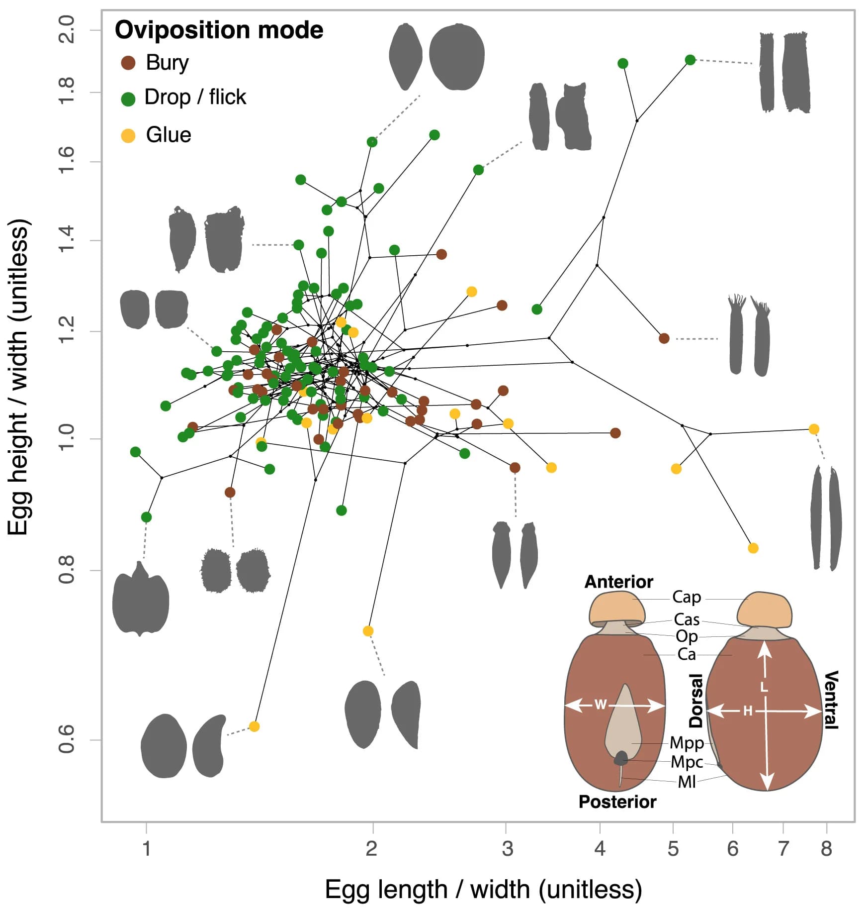 Open access visualization of Scatter Plot, Network, Illustration, Phasmid Egg Morphospace, Egg Length