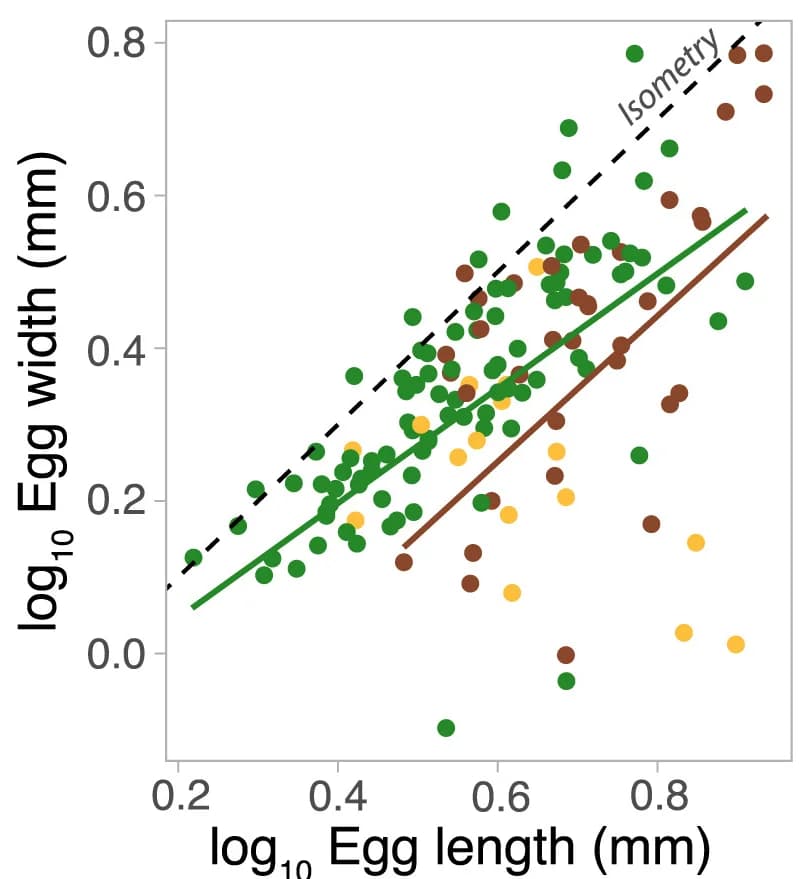 Open access visualization of Scatter Plot, Regression Plot, Egg Width, Egg Length, Phylogenetic Least-Square Regression
