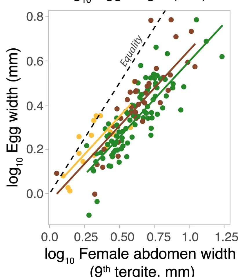 Open access visualization of Scatter Plot, Regression Plot, Egg Width, Adult Female Ninth Tergite, Phylogenetic Least-Square Regression