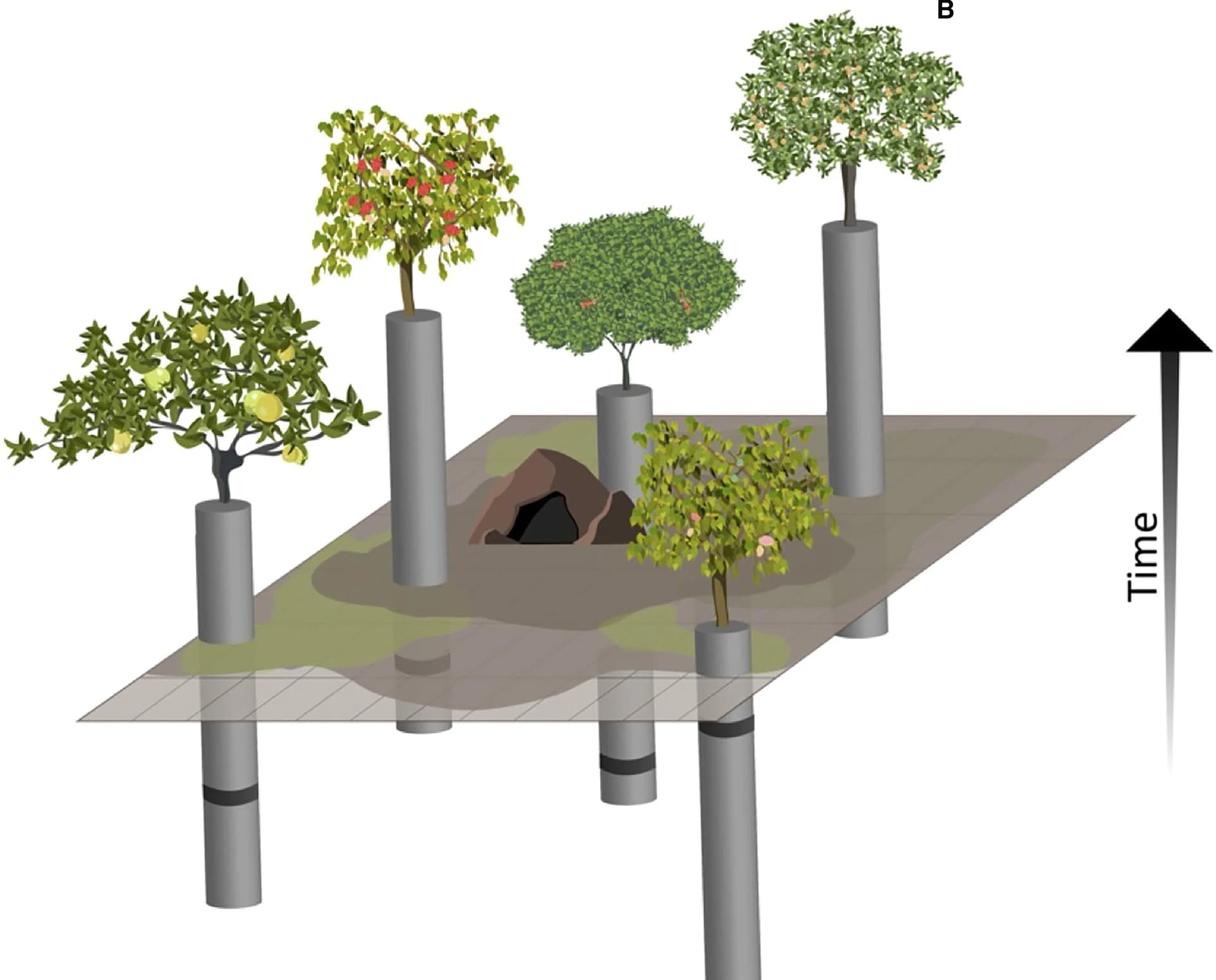 Open access visualization of Illustration, Food Availability Map, Bat Brain, Time, Trees