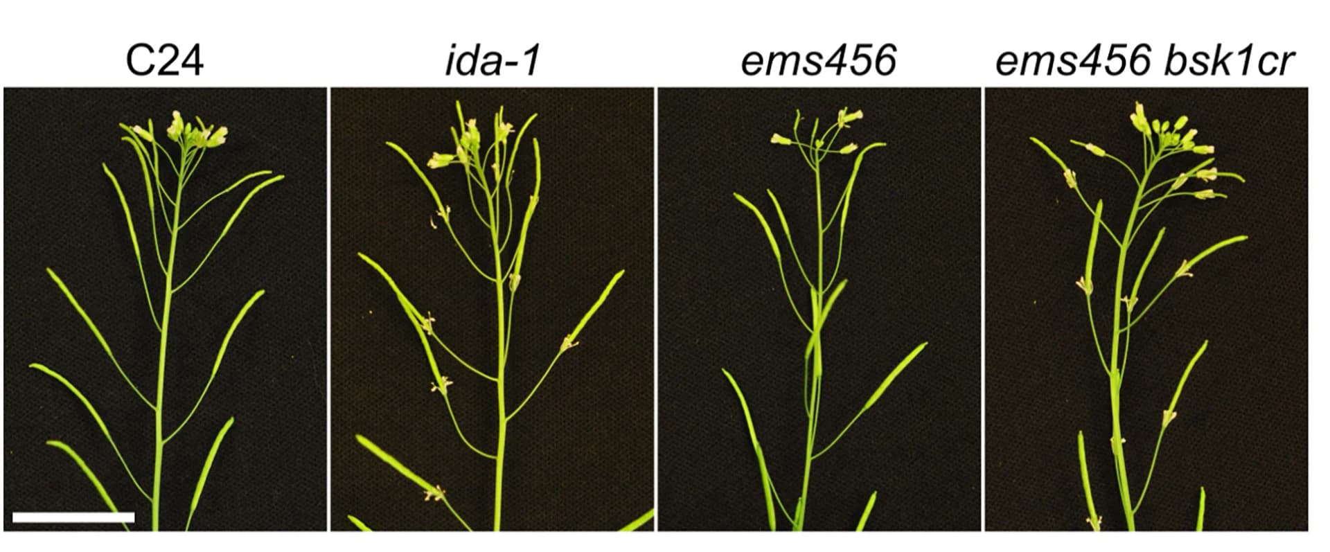 Open access visualization of Photo, Inflorescence, Genotypes, Floral Organ, Abscission