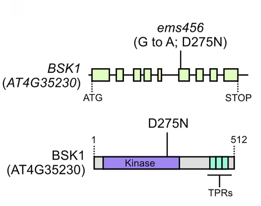 Open access visualization of Illustration, BSK1, Gene Model, Exons, EMS-induced transition
