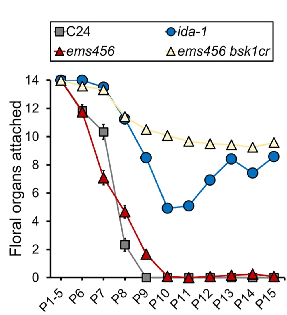 Open access visualization of Line Plot, Error Bars, Floral Organ, Abscission Phenotype, Genotypes