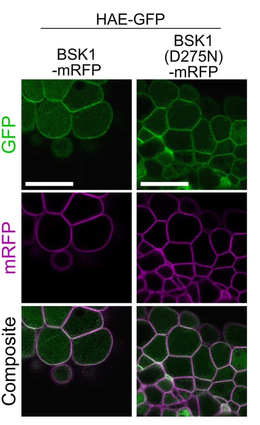 Open access visualization of Microscopy, Confocal Micrographs, AZ Cells, Arabidopsis Plants, Fluorescently Tagged HAE