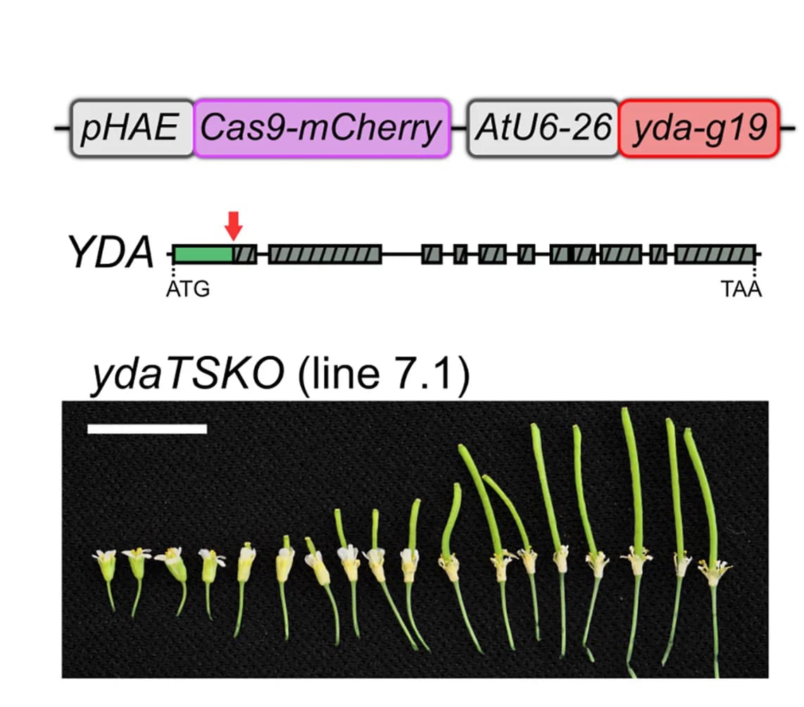 Open access visualization of Workflow, Photo, Tissue-Specific Cas9 Construct, YDA, Abscission Zone Cells