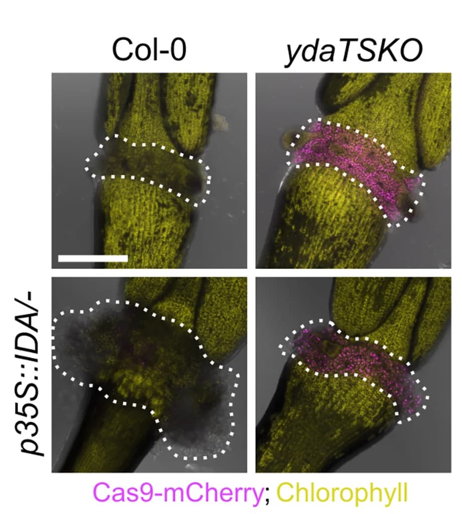 Open access visualization of Microscopy, Confocal Micrographs, Col-0 Lines, ydaTSKO Lines, IDA Overexpression
