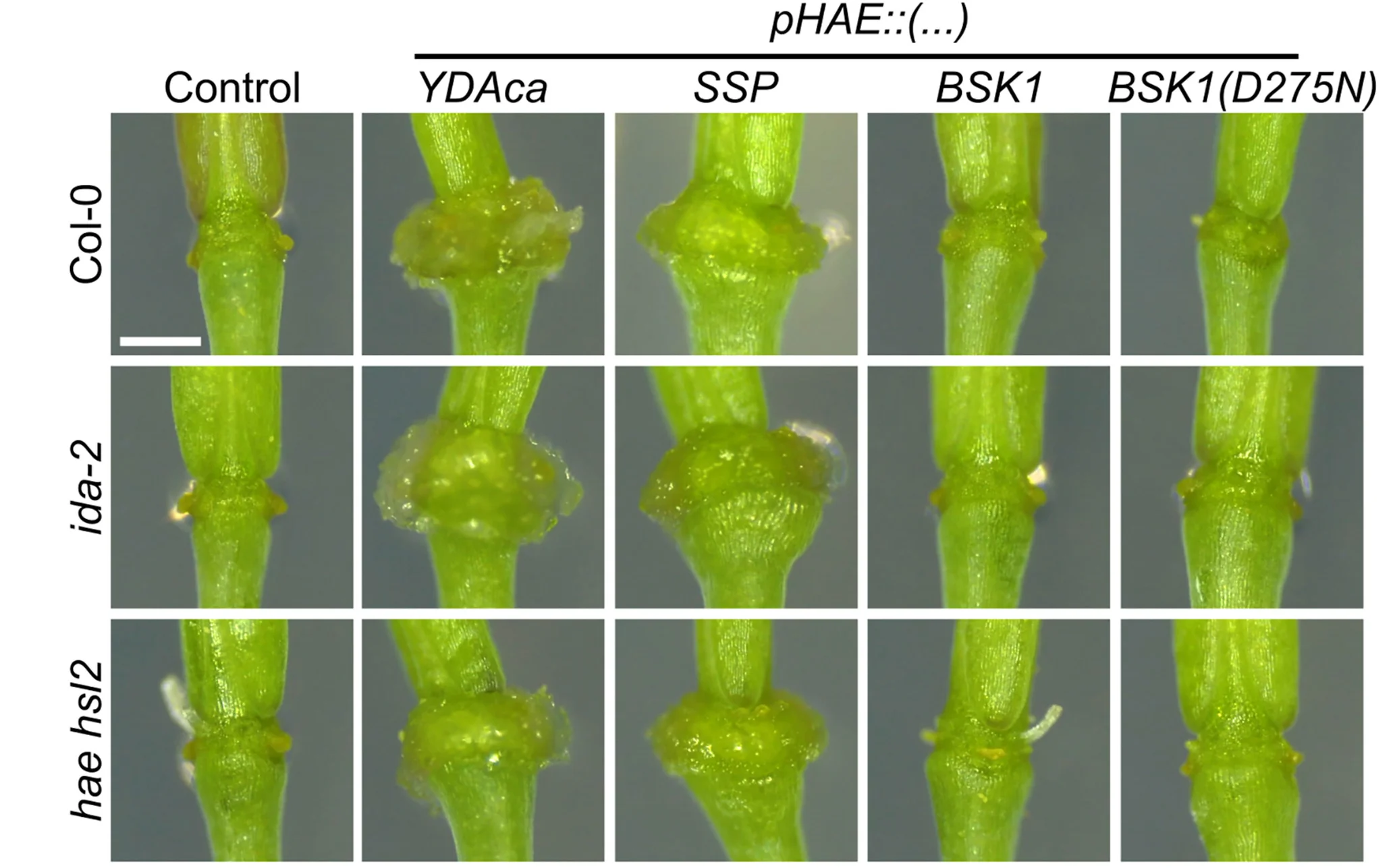 Open access visualization of Microscopy, Floral Receptacles, Col-0 Plants, ida-2 Plants, hae hsl2 Plants