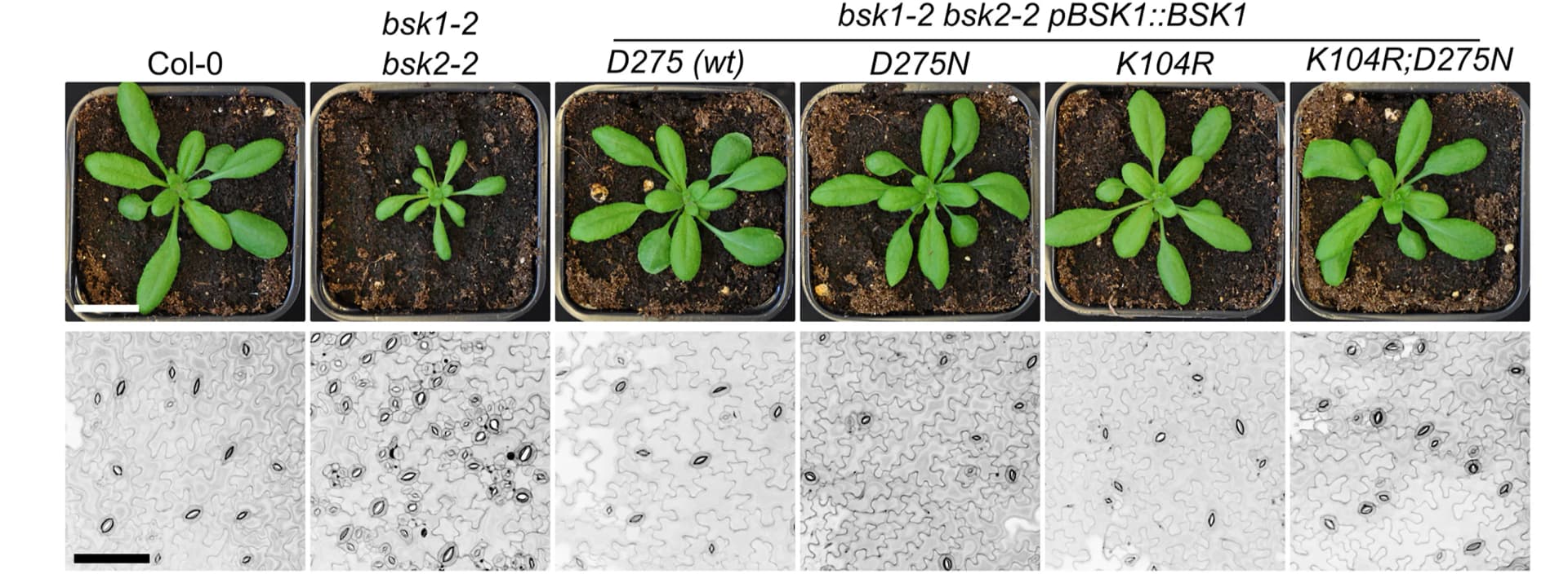 Open access visualization of Photo, Microscopy, Genetic Complementation, Dwarf Rosette, Stomata Patterning