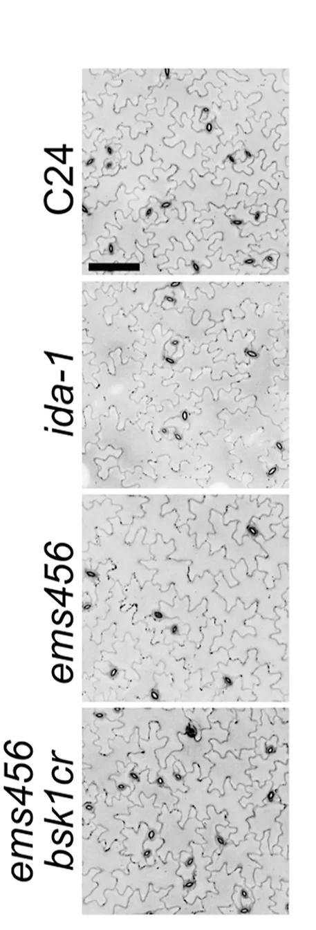 Open access visualization of Microscopy, Micrographs, Propidium Iodide, Abaxial Epidermis, Cotyledons
