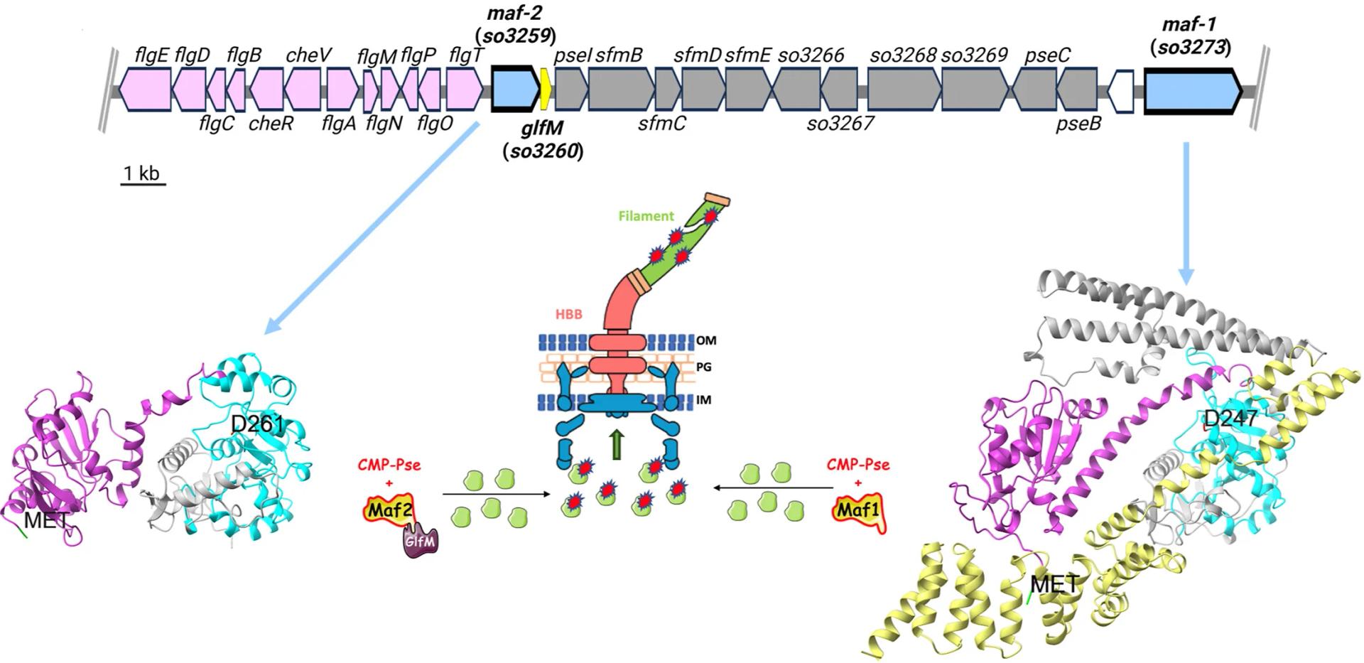 Open access visualization of Workflow, Illustration, Chemical Structure, Protein Structure, Genetic Map