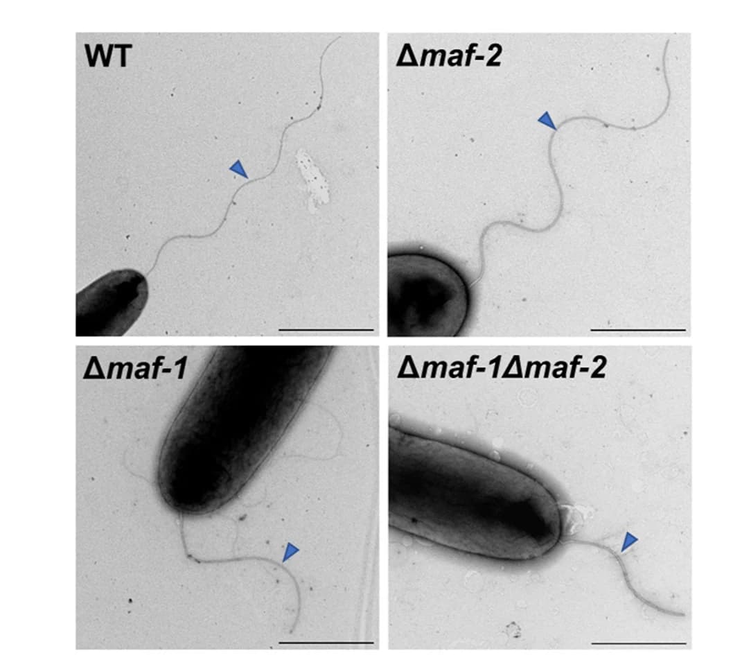 Open access visualization of Microscopy, Flagellar Filaments, Transmission Electron Microscopy, S. Oneidensis, Mutants
