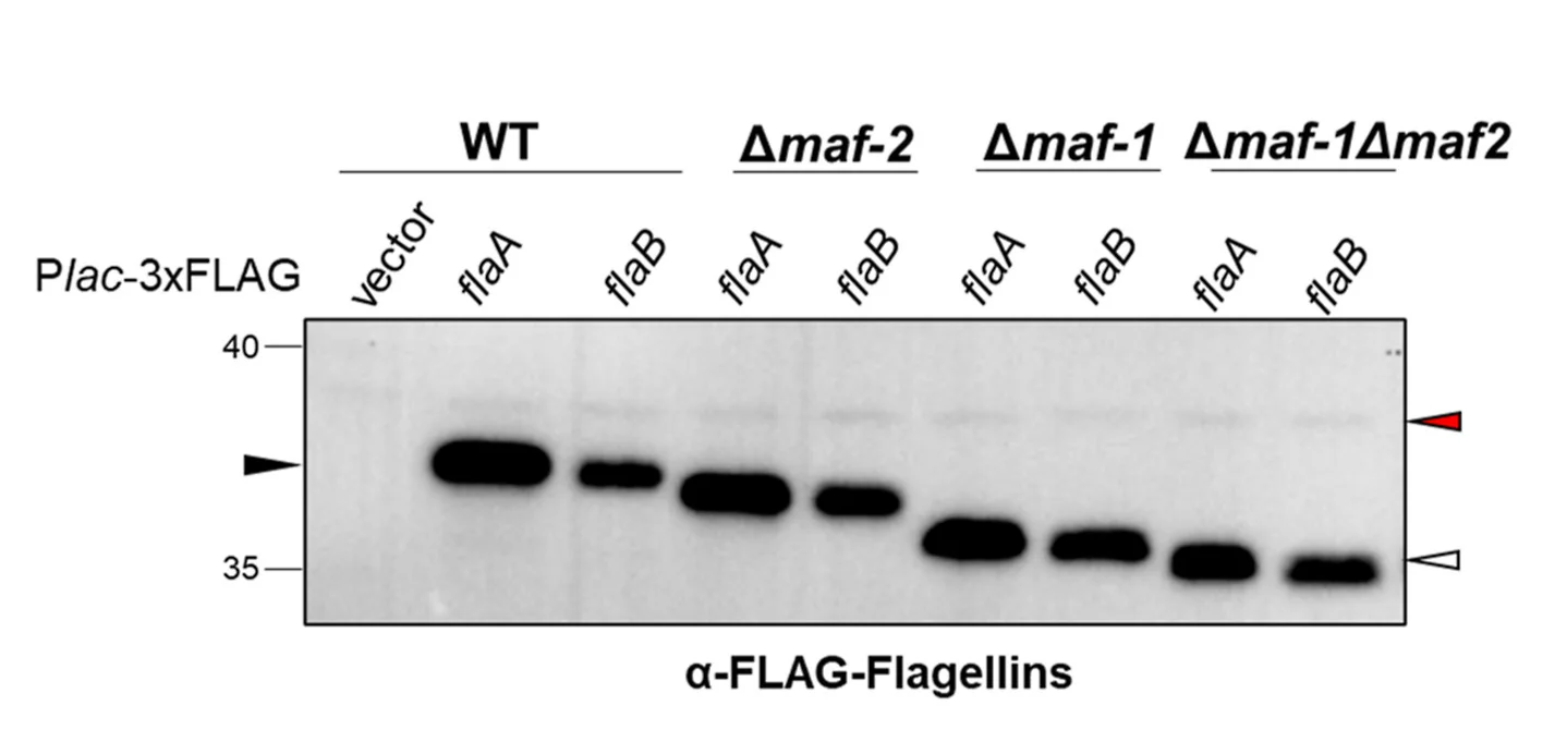 Open access visualization of Gel, Immunoblot Analysis, 3xFLAG-tagged FlaA, 3xFLAG-tagged FlaB, IPTG-inducible Placpromoter