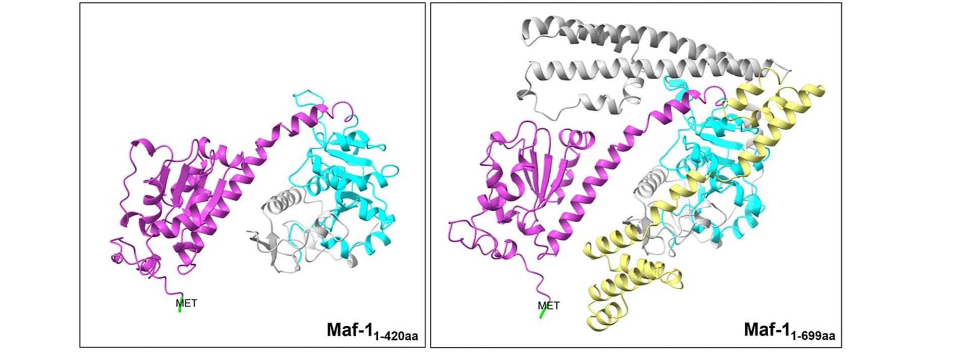 Open access visualization of Protein Structure, 3D Plot, Maf-1, AlphaFold, ChimeraX