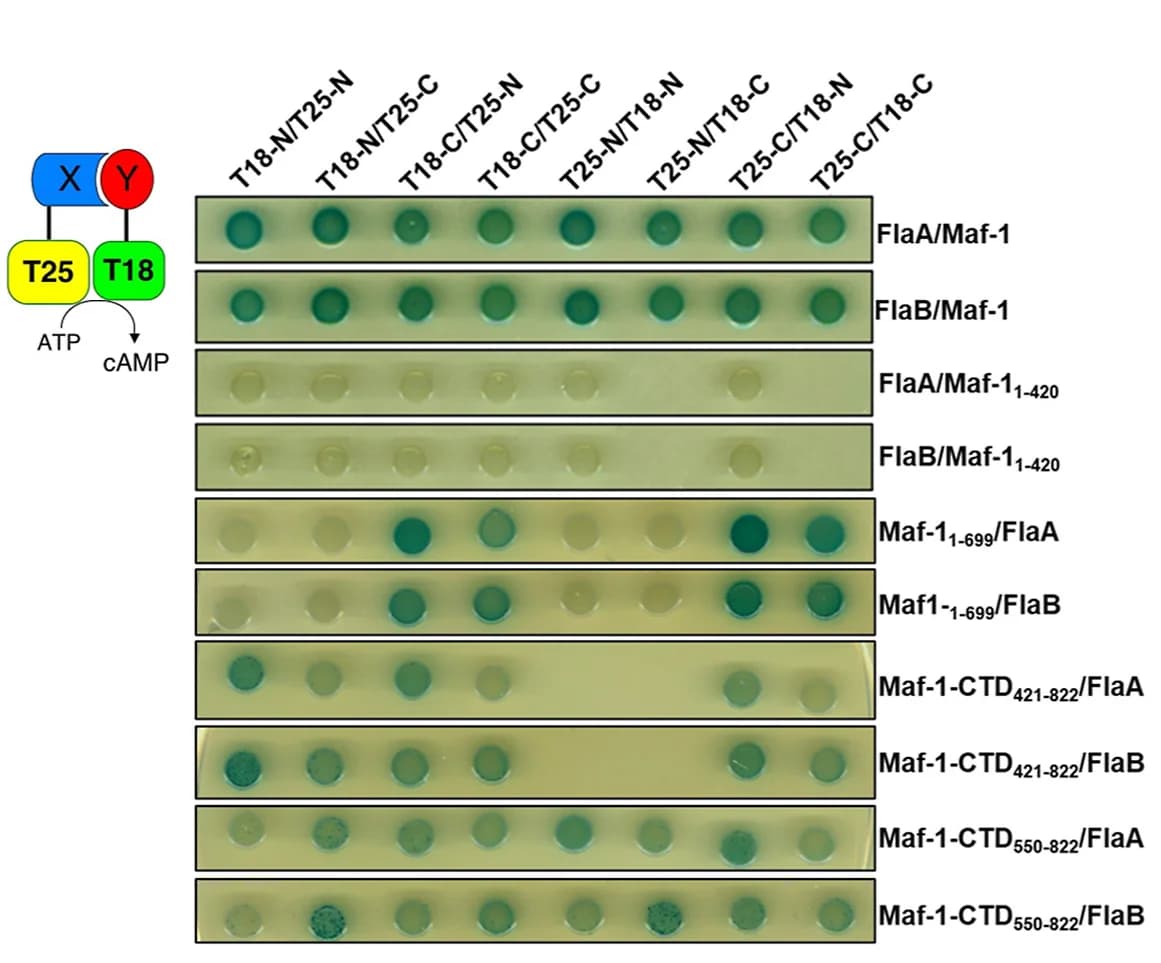 Open access visualization of Photo, Bacterial Two-Hybrid Assay, BTH101 E. coli, T18 Fusion Proteins, T25 Fusion Proteins