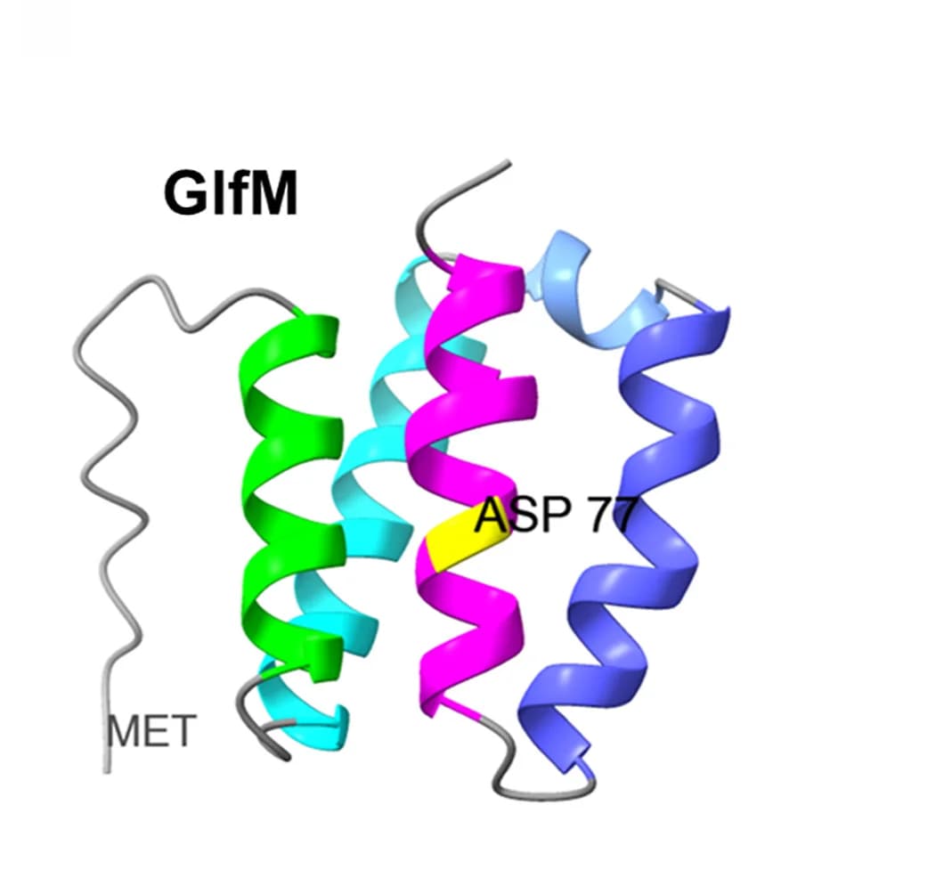 Open access visualization of Protein Structure, GlfM, AlphaFold, Four-Helix Bundle
