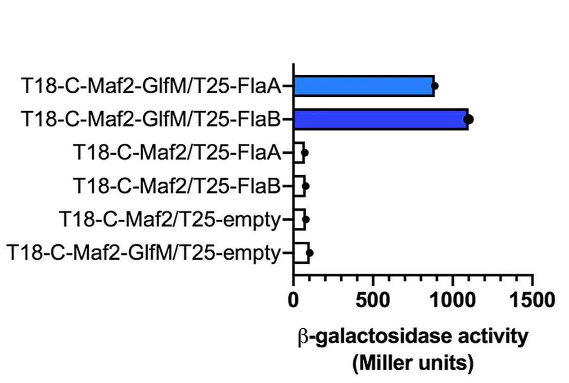 Open access visualization of Bar Plot, Error Bars, Beta-Galactosidase Assay, Bacterial Cells, Flagellins
