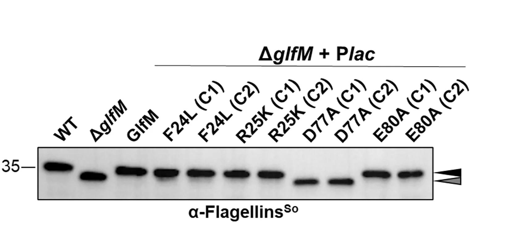 Open access visualization of Gel, Immunoblot, Flagellins, Glycosylation, Antibodies