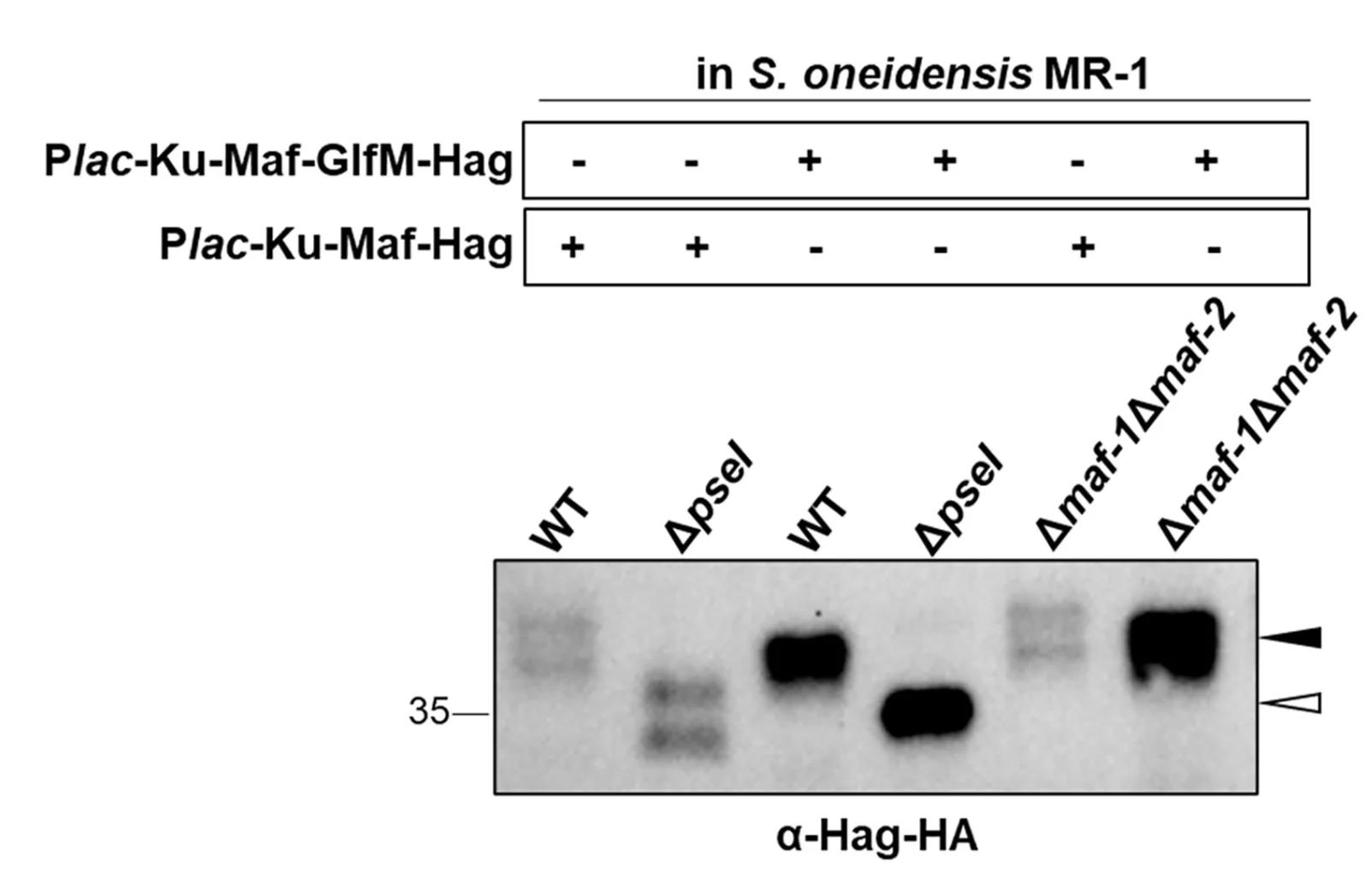 Open access visualization of Gel, Immunoblot, HA-Tagged Flagellin, Kurthia Sp., S. Oneidensis