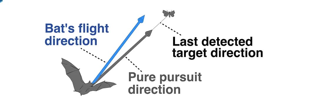 Open access visualization of Illustration, Simulated Flight, Bat, Pure Pursuit