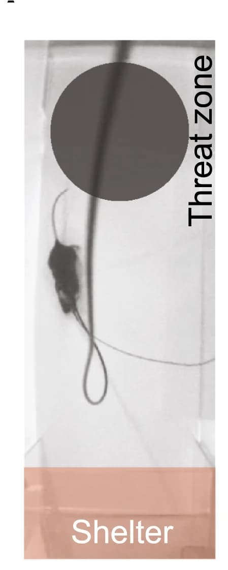 Open access visualization of Photo, Escape Assay, Threat Zone, Threat, Shelter