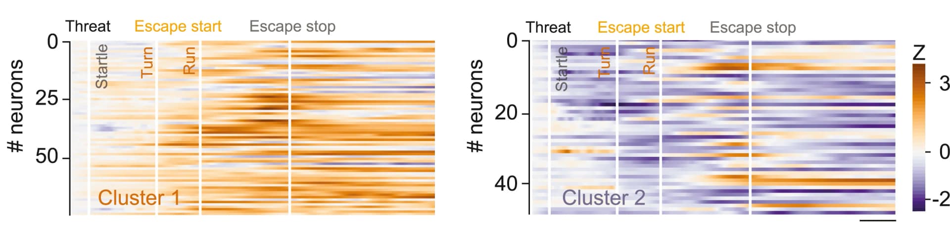 Open access visualization of Heatmap, Heatmaps, Calcium Signal, Neurons, Behavioral Events