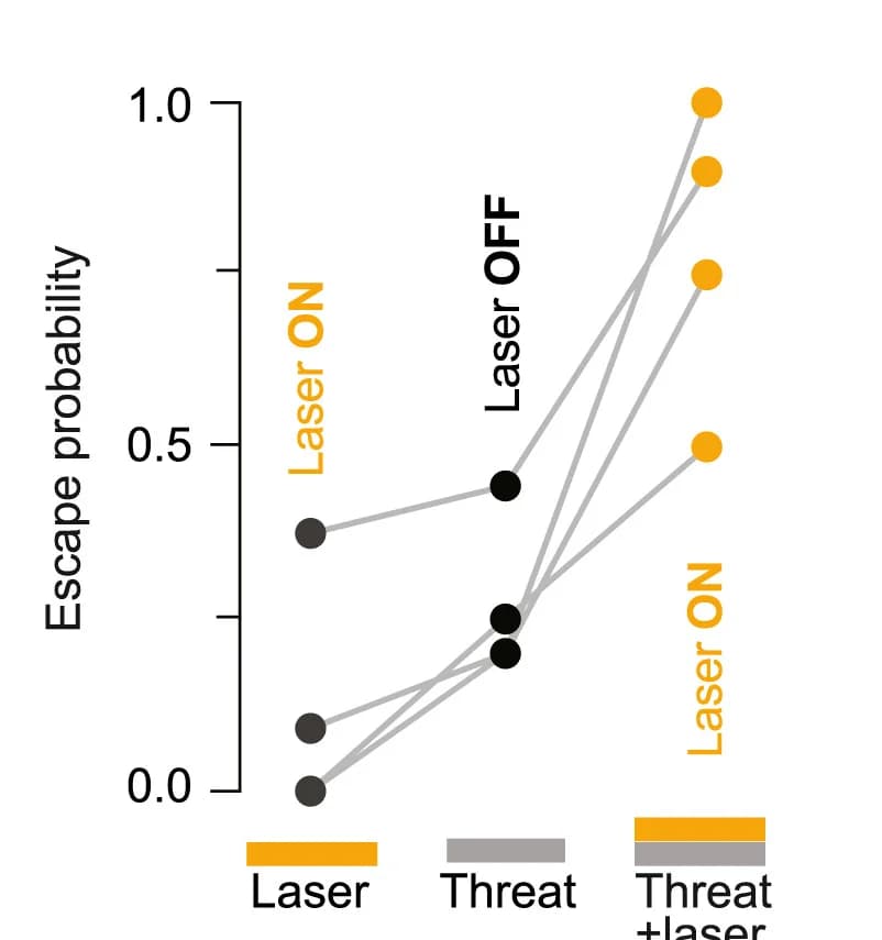Open access visualization of Line Plot, Escape Probability, Optogenetic Inactivation, Threat Presentation, Paired Two-Tailed T Test