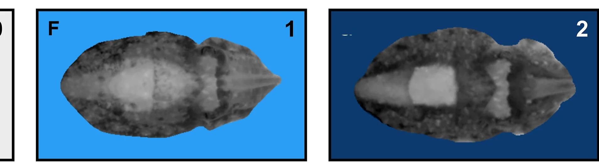 Open access visualization of Microscopy, Photo, Cuttlefish, Disruptive Scoring Levels, Disruptive Patterning