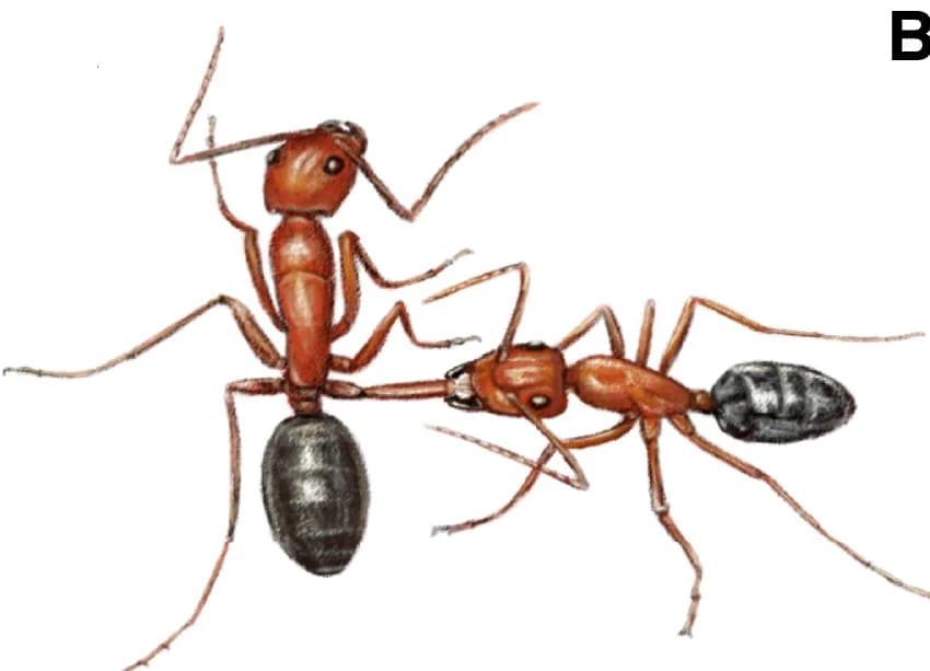 Open access visualization of Illustration, Worker, Wound Care, Femur Injury, Ant