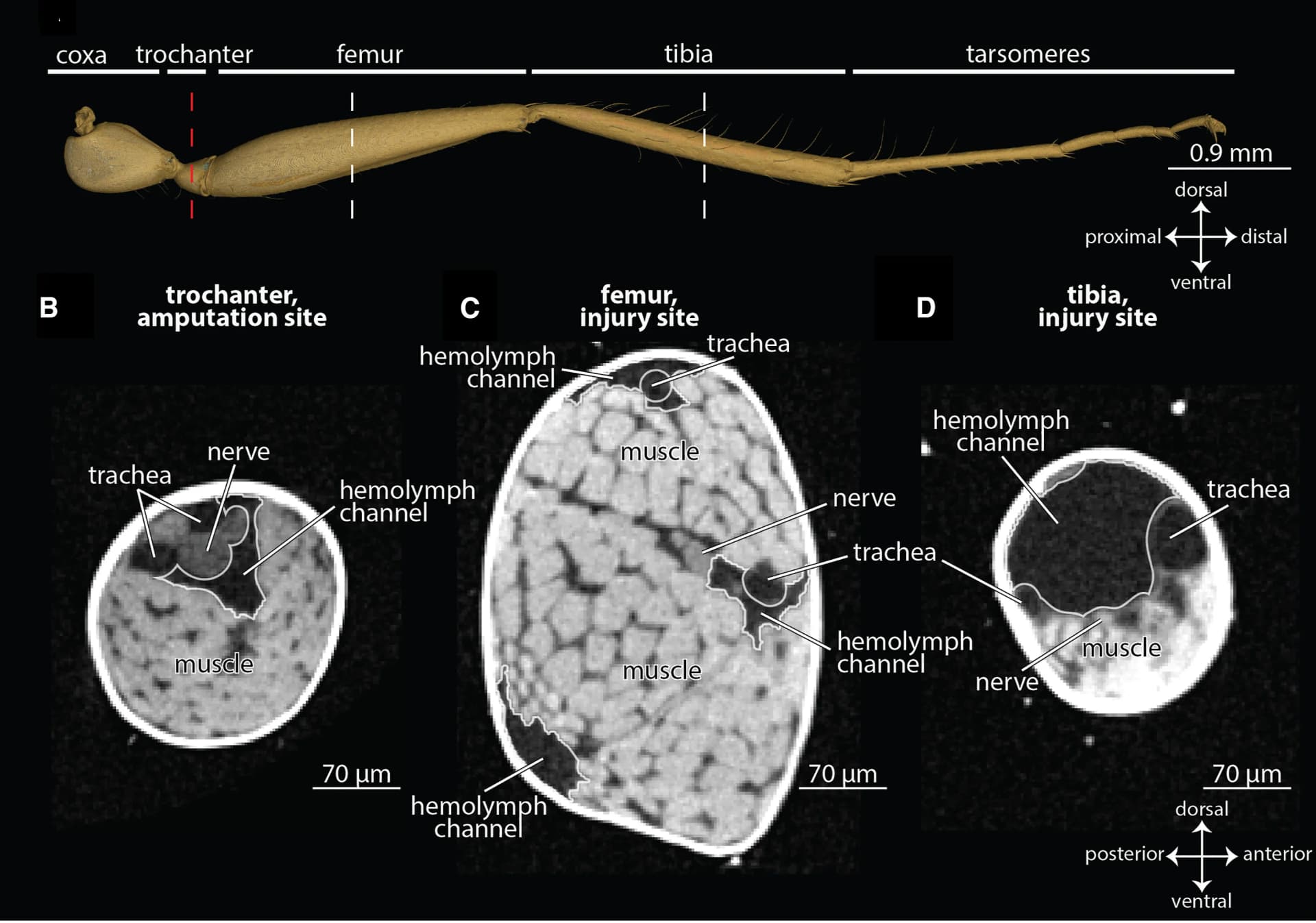 Open access visualization of Microscopy, 3D Reconstruction, Hind Leg, Femur, Tibia