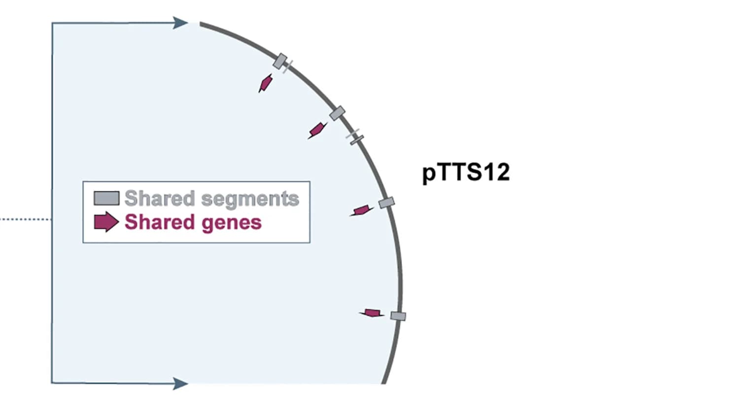 Open access visualization of Illustration, Plasmid, Chromosome, P. putida, Genome Sequences