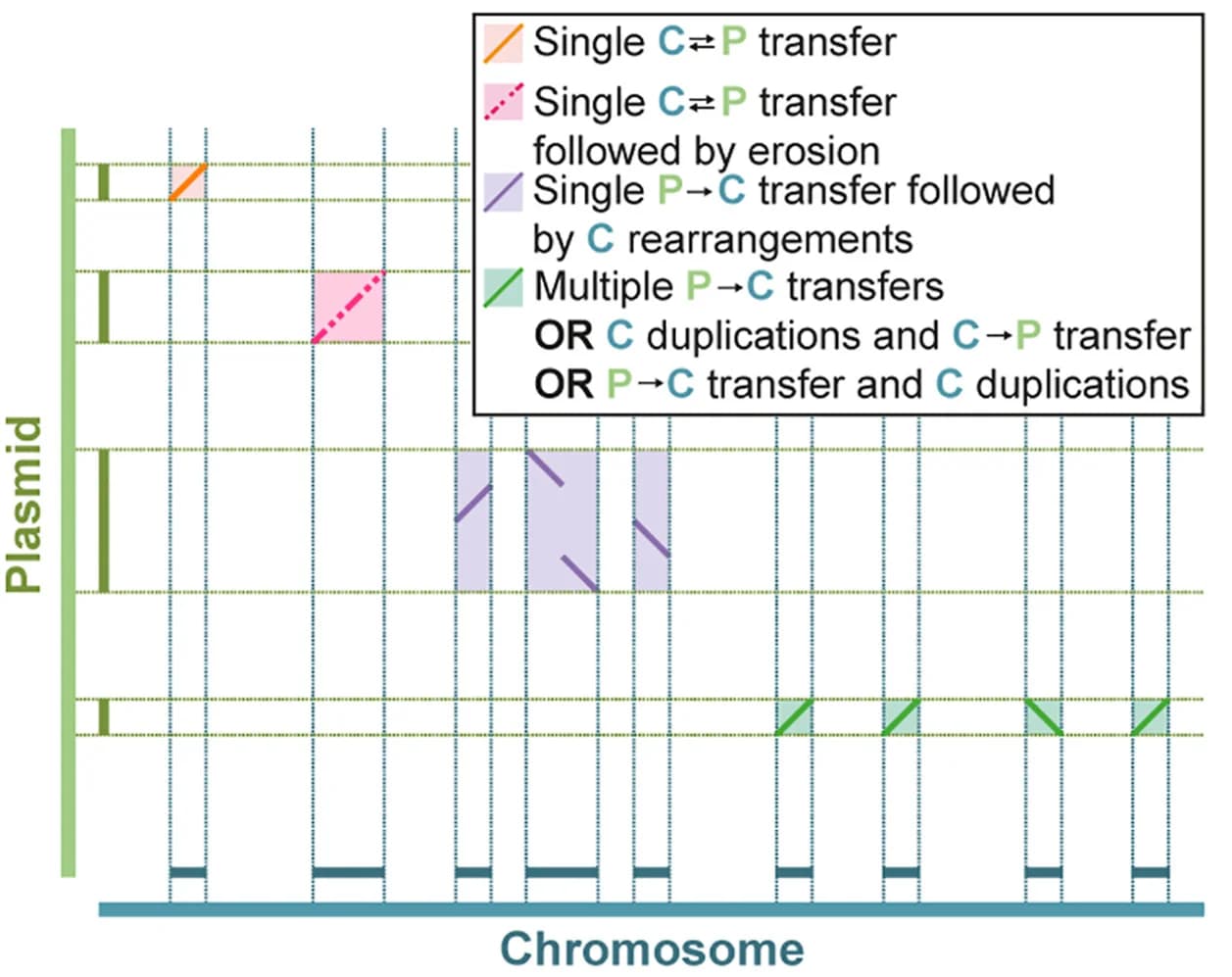 Open access visualization of Workflow, Illustration, DNA Similarity, Plasmid, Chromosome