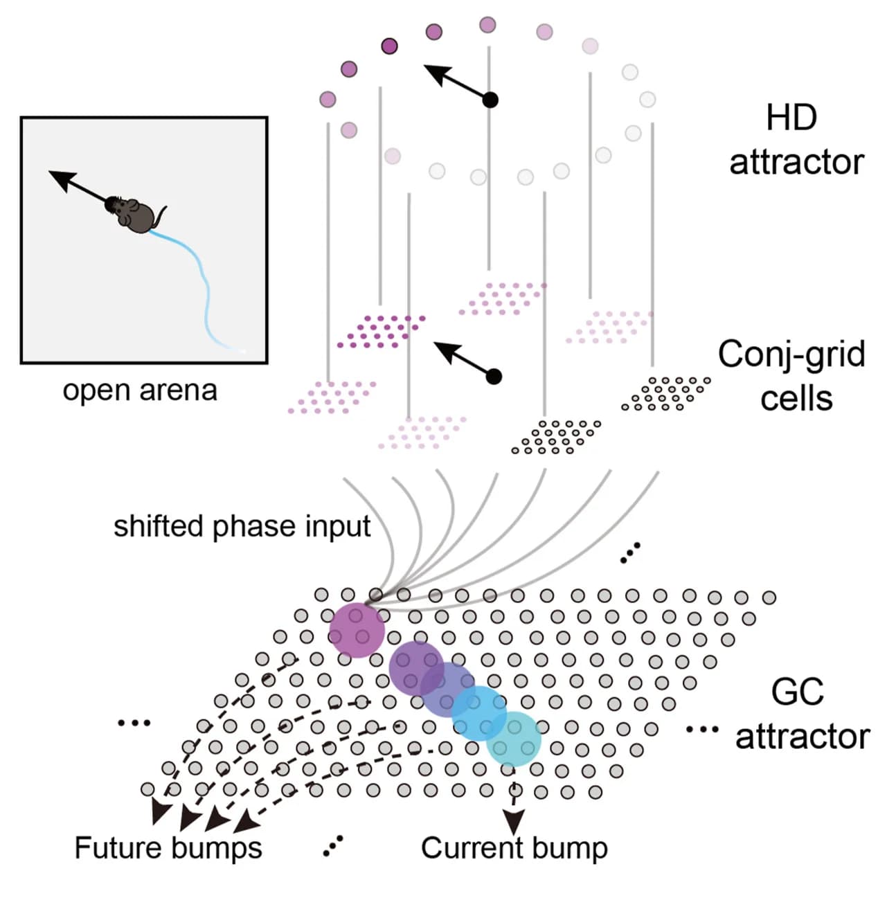 Open access visualization of Workflow, Illustration, Computational Model, Head-Direction Ring Attractor, Grid Cell Attractor