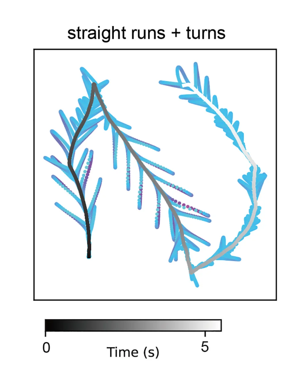 Open access visualization of Scatter Plot, Internal Location Sweeps, Trajectory, Straight Runs, Turns