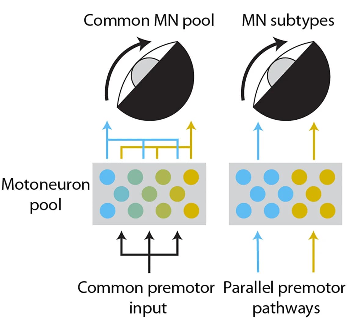 Open access visualization of Workflow, Flowchart, Illustration, Neural Control, Eye Movements