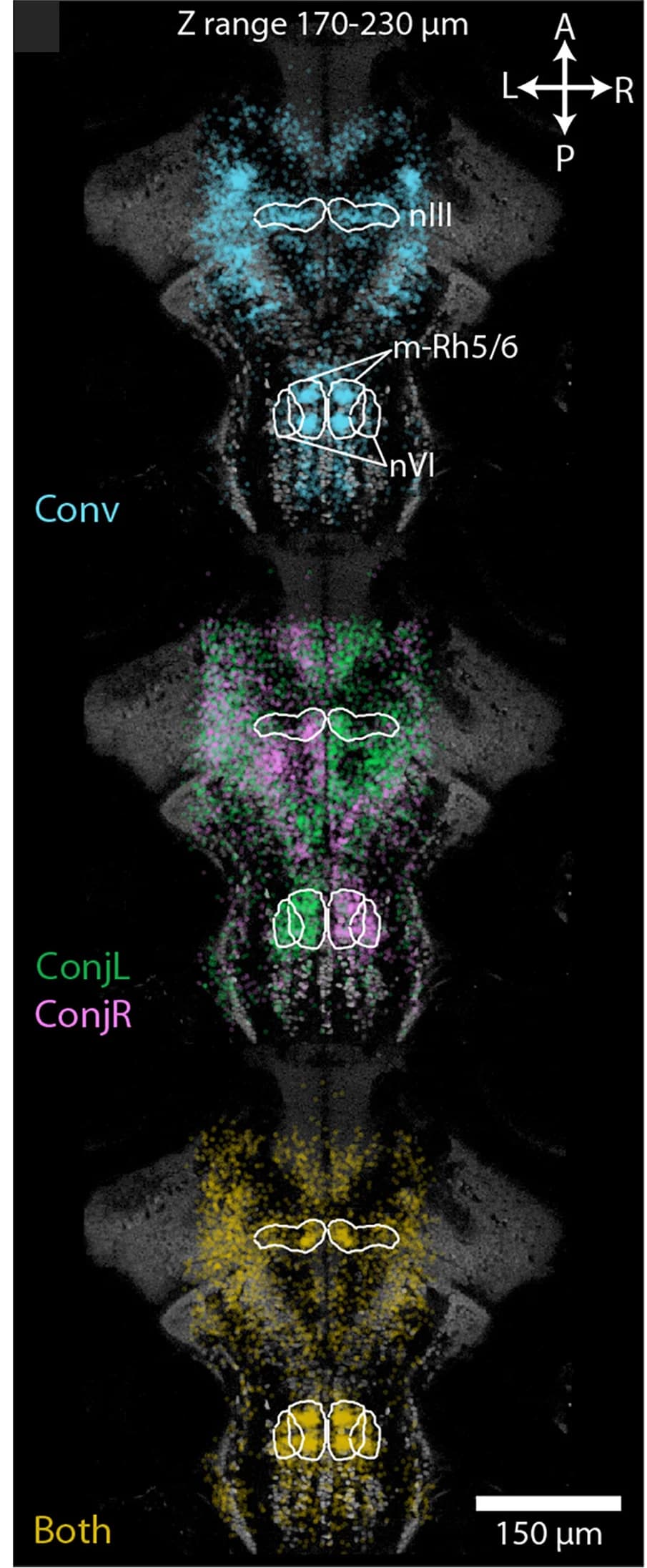 Open access visualization of Microscopy, Oculomotor ROIs, Convergent Saccades, Conjugate Saccades, Midbrain