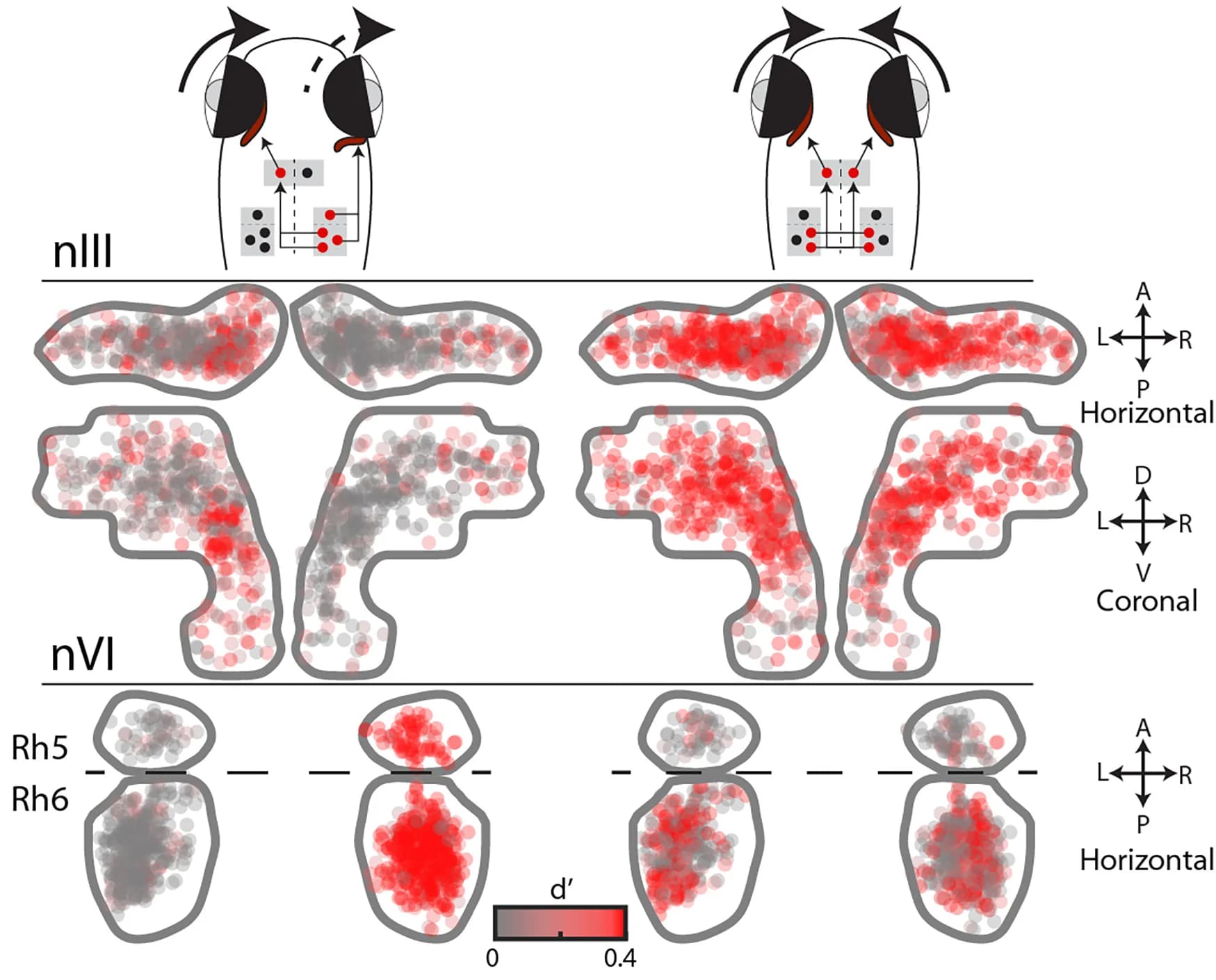 Open access visualization of Scatter Plot, Illustration, Oculomotor, ROIs, Saccade-triggered Activity