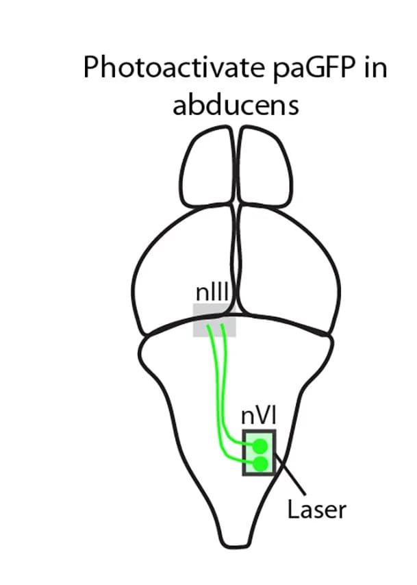 Open access visualization of Illustration, paGFP, Photoactivation, nVI, Target Volume