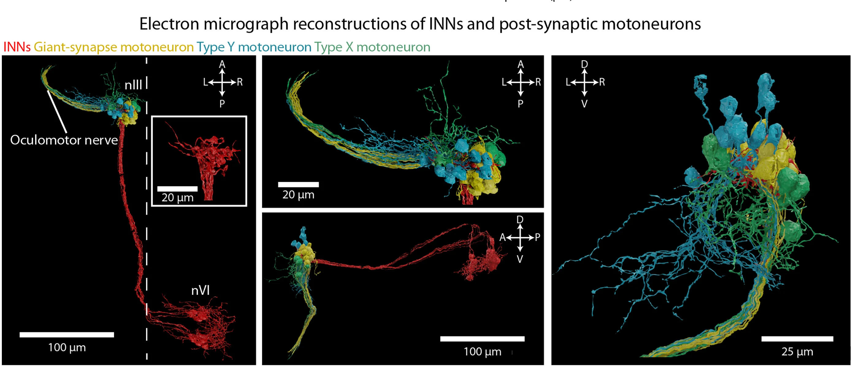 Open access visualization of Microscopy, Ultrastructural Reconstructions, INNs, Postsynaptic Motoneurons