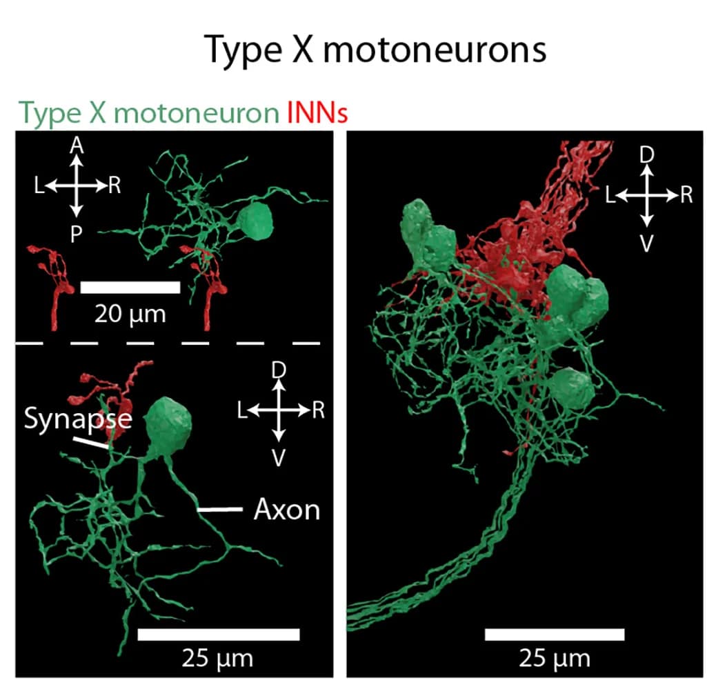 Open access visualization of 3D Plot, Microscopy, 3D Reconstructions, Type Y Motoneurons, Type X Motoneurons