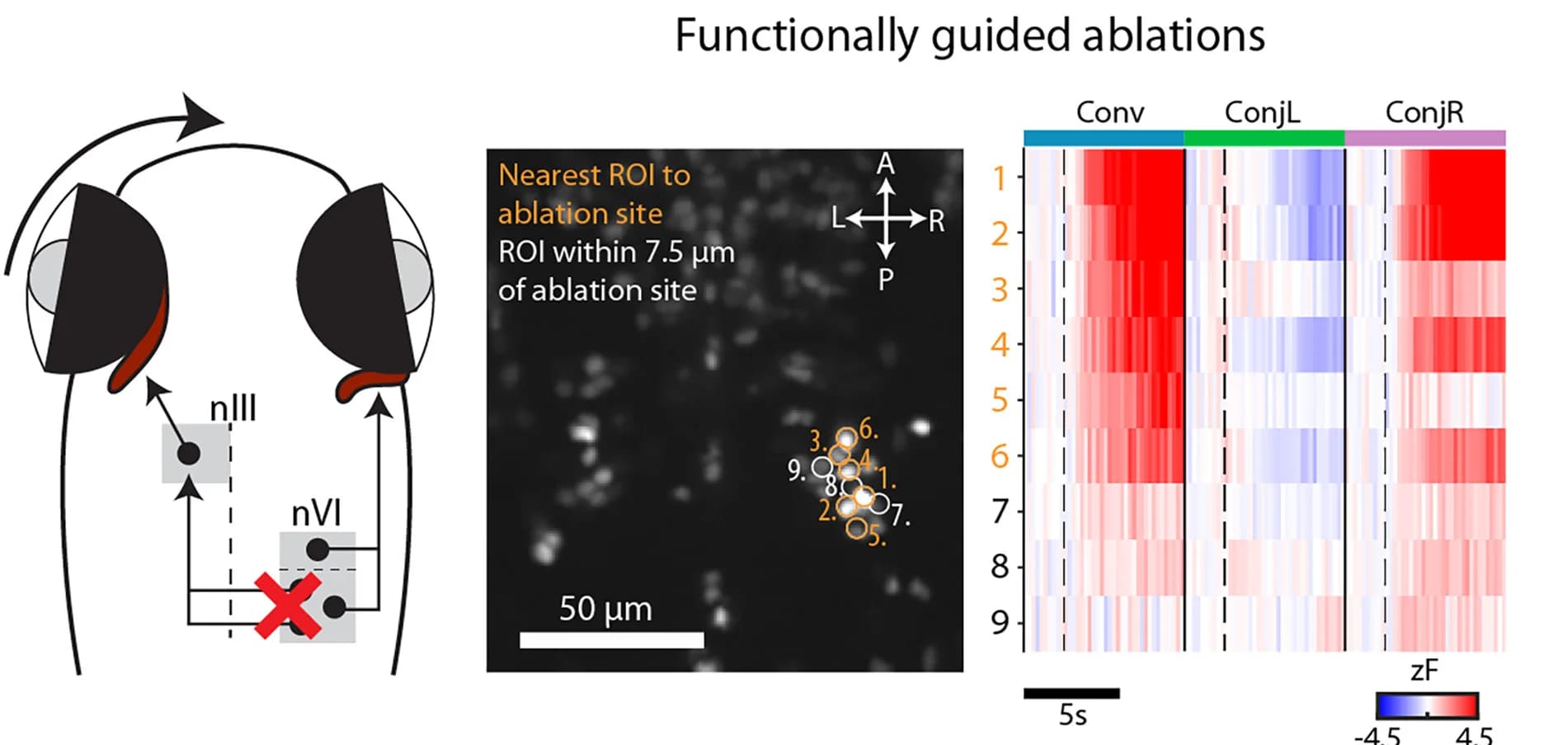 Open access visualization of Illustration, Workflow, Microscopy, Heatmap, Ablations