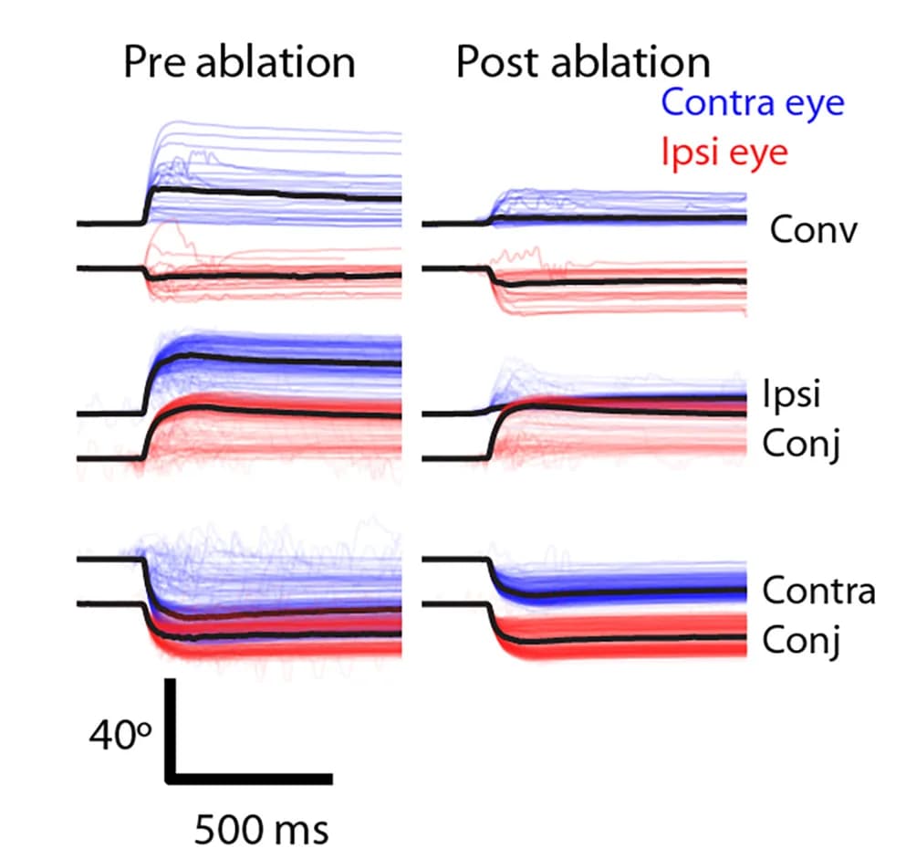 Open access visualization of Line Plot, Eye Position Traces, Saccades, Axotomies, Fish