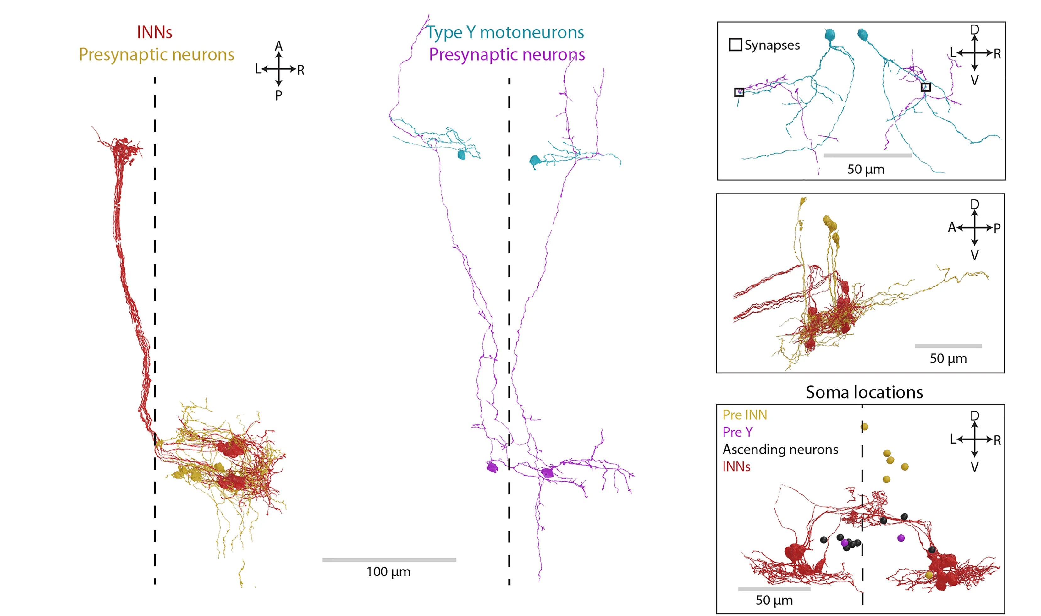 Open access visualization of Illustration, Ultrastructural Reconstructions, Neurons, m-Rh5/6, Presynaptic Neurons